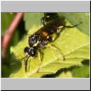 Macrophya montana - Blattwespe w06.jpg